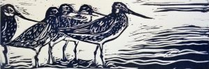 BA Breen_Bar-tailed Godwits