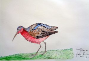 John Irving_Curlew sandpiper